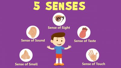 Sense Organs Name Online Learning | Sense Organs Worksheet For Kids ...