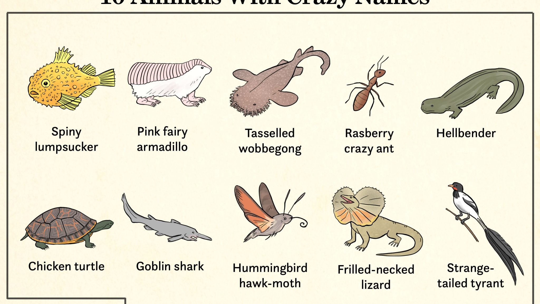 Funny Long Names For Animals