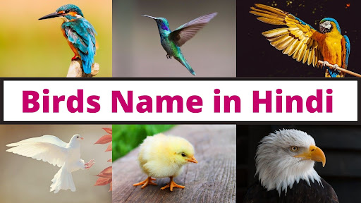 birds names for kids